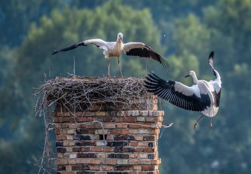 Professional Chimney Animal Removal Services in National City, California